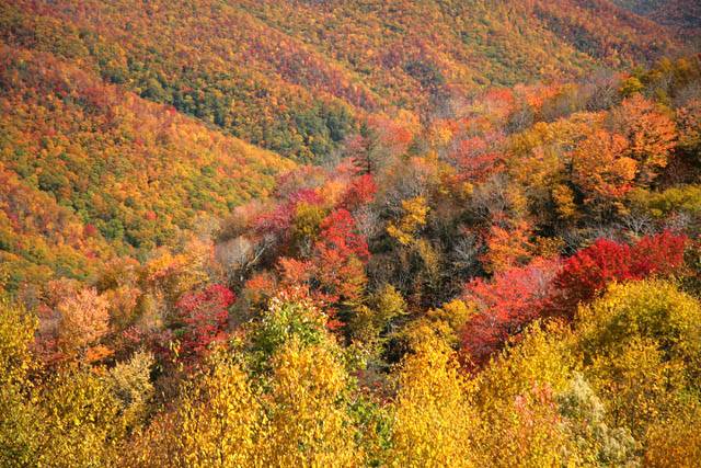 23 - Smoky Mountain Fall #1 ©2006 Carrie Barton